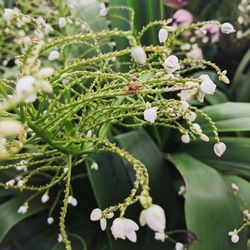 Close-up of white flowering plant