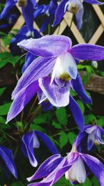 Close-up of purple flowers blooming outdoors