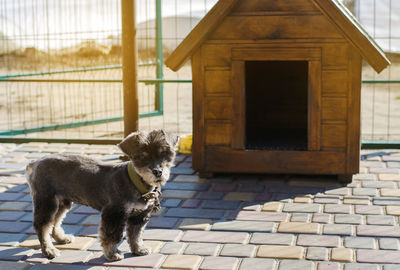 Beautiful black pooch dog near the booth on a sunny day. house for an animal. selective focus