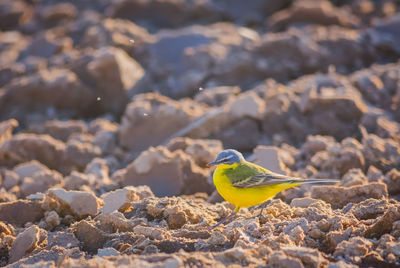 Close-up of bird perching on rock