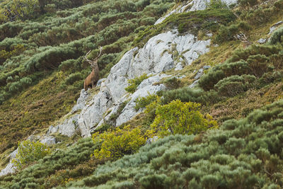 View of a lizard on rock