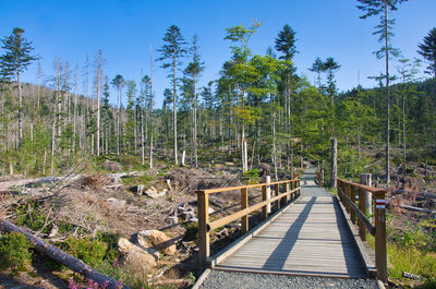 Footpath amidst trees against sky
