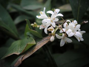 Close-up of white cherry blossoms
