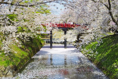 Red flowers on tree by water against sky