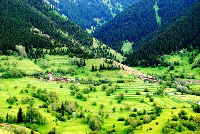 Scenic view of green landscape