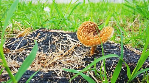 Close-up of mushroom growing on field