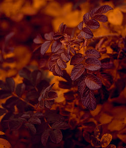 Close-up of wilted plant during autumn