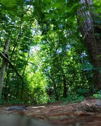 Trees growing in forest