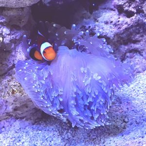 High angle view of fish swimming in sea