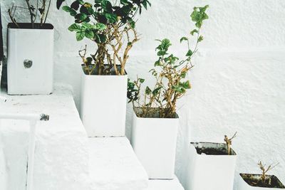 Plants growing on wall