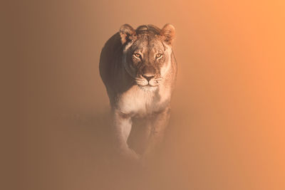 Portrait of cat against orange background