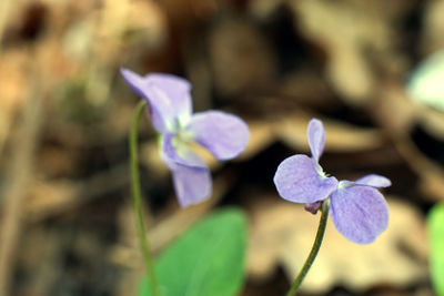 Close-up of purple flowering plant