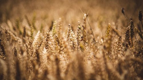 Close-up of stalks in field