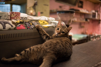 Close-up of a cat on the table