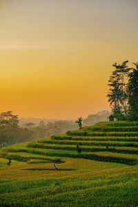 Scenic view of agricultural field against sky during sunset