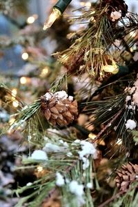 Close-up of pine cone on tree during winter