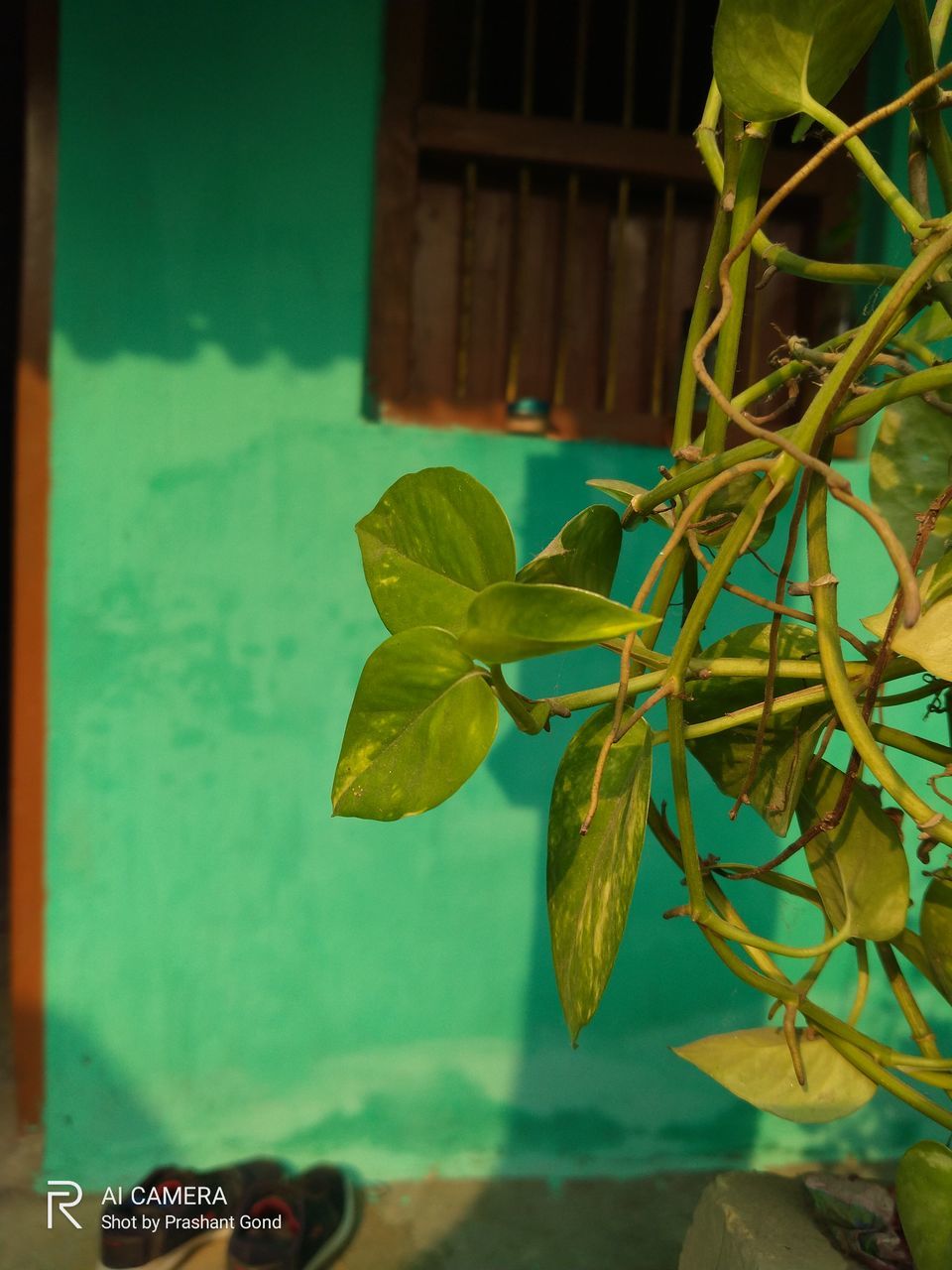 CLOSE-UP OF GREEN LEAVES AGAINST BLURRED BACKGROUND