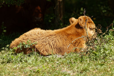View of an animal on field