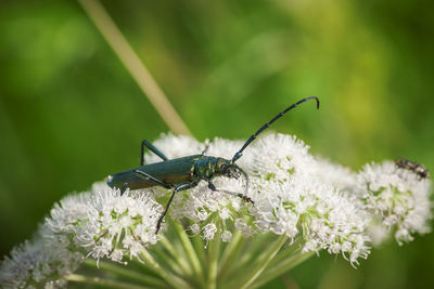 Close-up of butterfly pollinating on flower