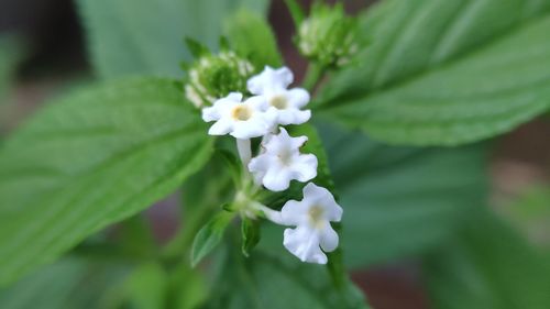 Close-up of white flowering plant