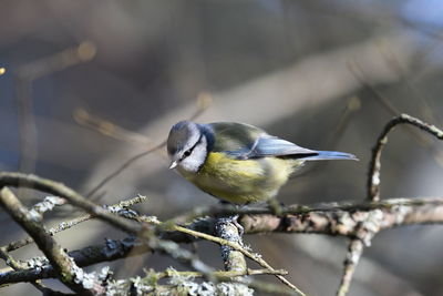 Close-up of a blue tit perching on branch