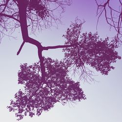 Low angle view of trees against sky