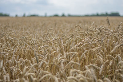 Wheat field against sky