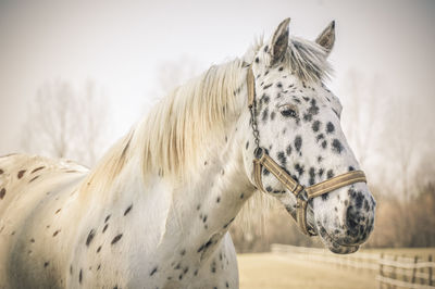 Close-up of a horse against clear sky