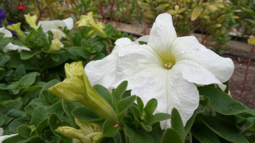 Close-up of white flower blooming outdoors