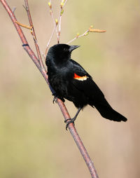 Close-up of bird perching on a branch