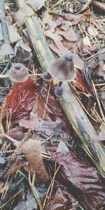 High angle view of bird perching on wood