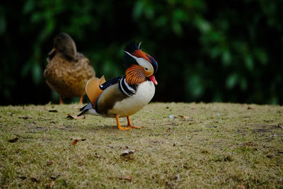 Mallard duck on a field