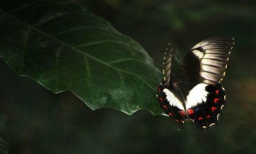 Close-up of butterfly on leaf