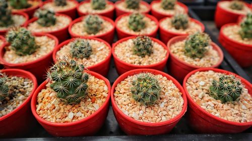 Full frame shot of succulent plants at nursery