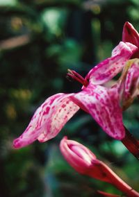 flowering plant