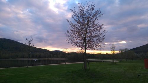 Bare trees on grassy field against cloudy sky