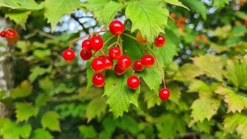 Close-up of red berries growing on tree