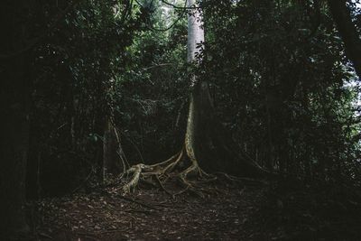 Trees in the dark