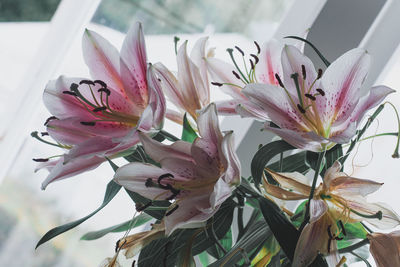 Close-up of pink flowering plant