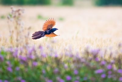 Butterfly pollinating on purple flower