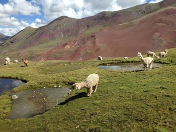 Llamas on field against mountain