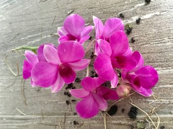 Close-up of pink flowers blooming outdoors