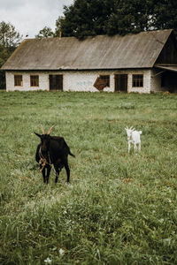 View of a horse on field