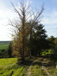 Trees and grass against sky