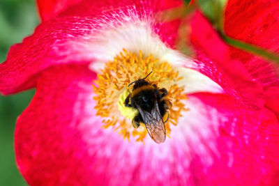 Close-up of bee pollinating on pink flower