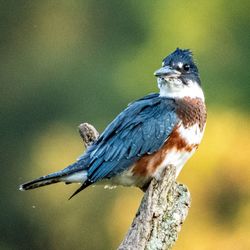 Close-up of kingfisher perching on branch