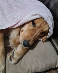 Close-up portrait of dog relaxing on floor