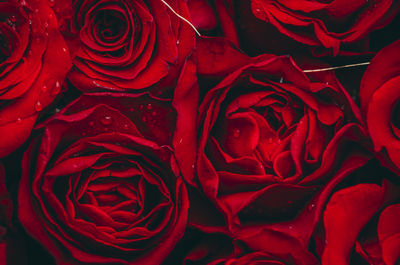 Full frame shot of red rose