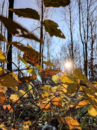 Autumn leaves on field against sky