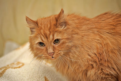 Close-up portrait of a cat